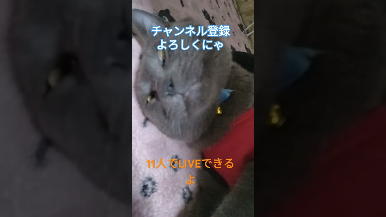 ジジタン変顔　#猫のいる暮らし  #ジジタン #日本猫