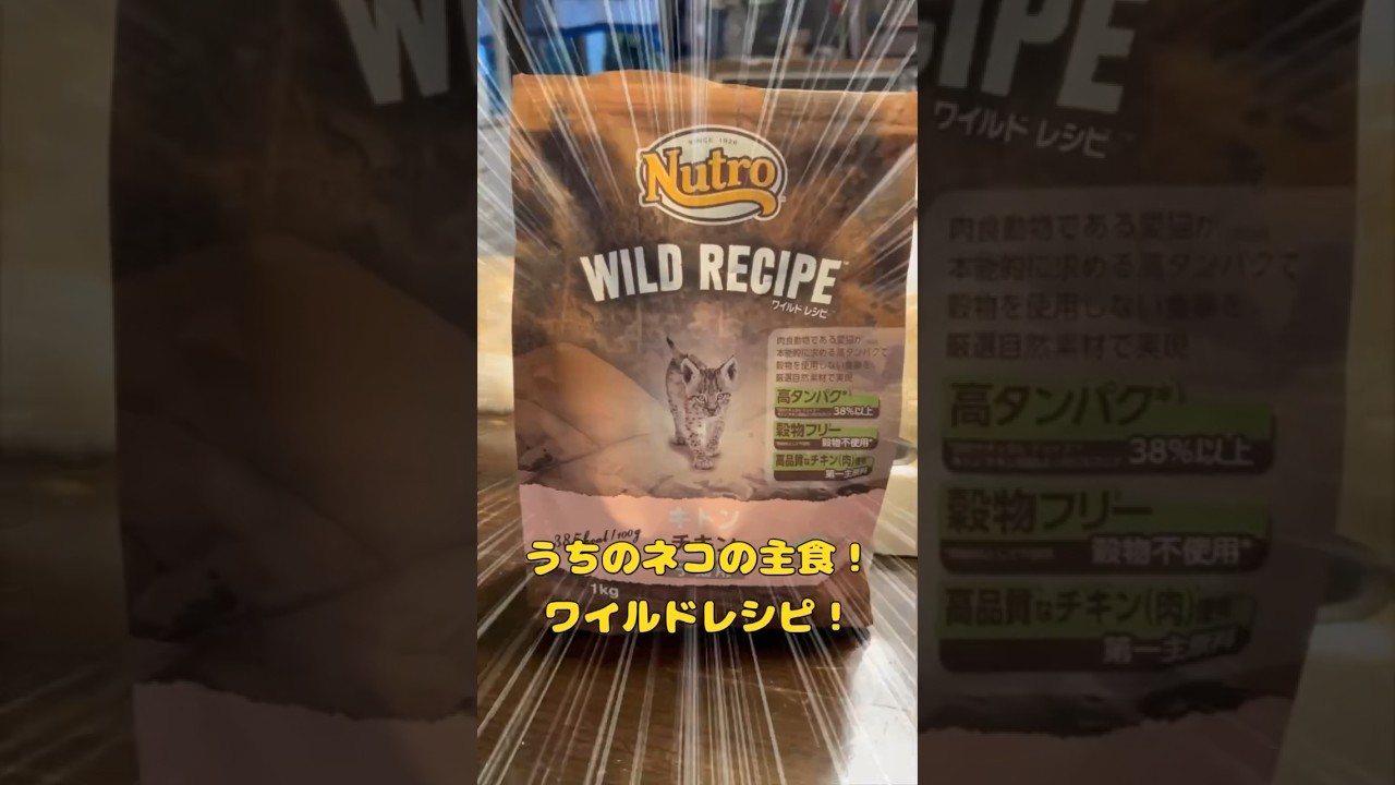 【キンカロー】うちのねこのごはん！【マンチカール】