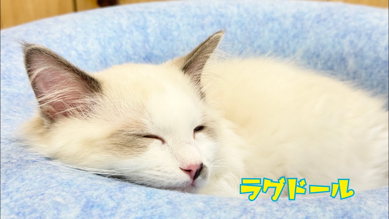 2024.06.08 ラグドールちゃんのおやすみタイム♡