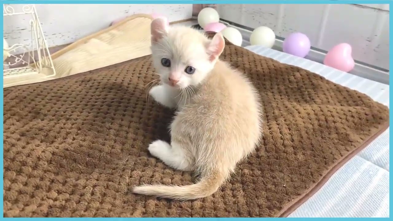 ペットショップCOO＆RIKU No00678705 アメリカンカール