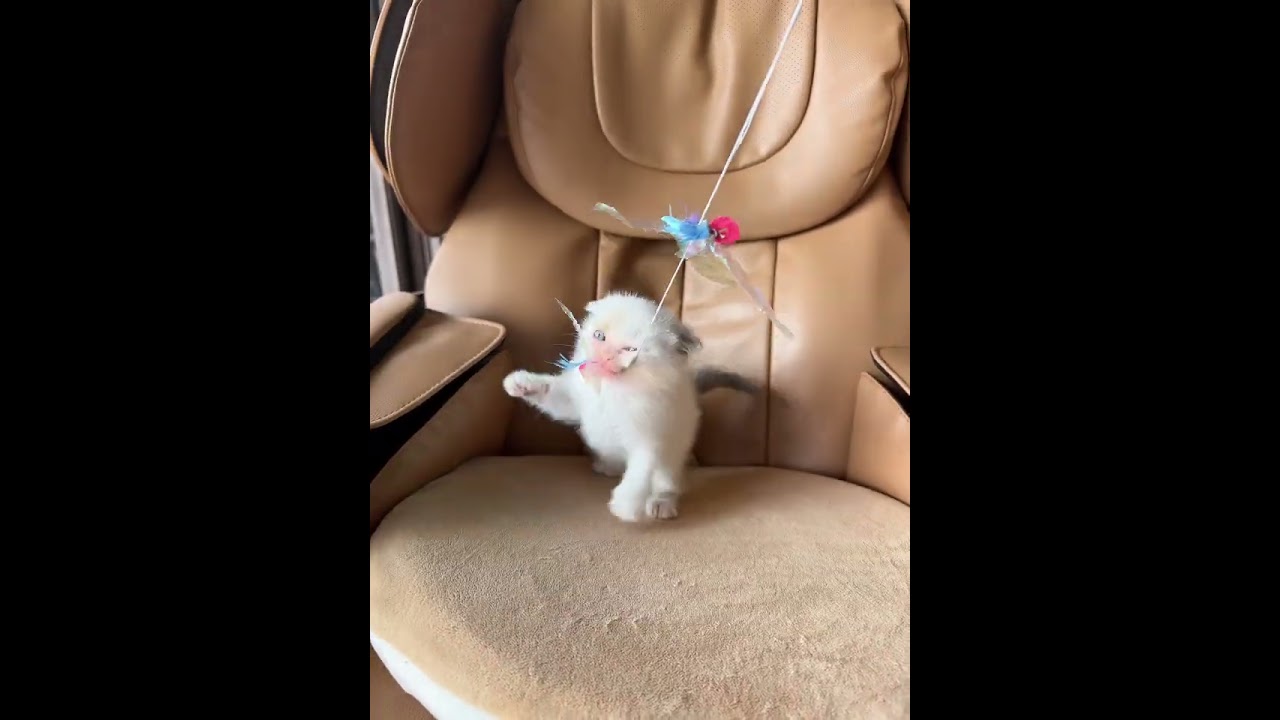 スコティッシュフォールド スコティッシュフォールドお嬢様