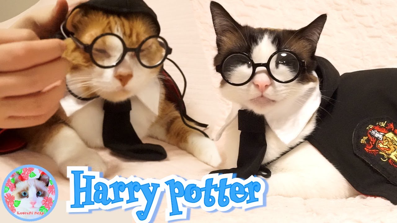 猫にコスプレをさせる時おやつを沢山見せる作戦で成功するのか？ Cat Cosplay