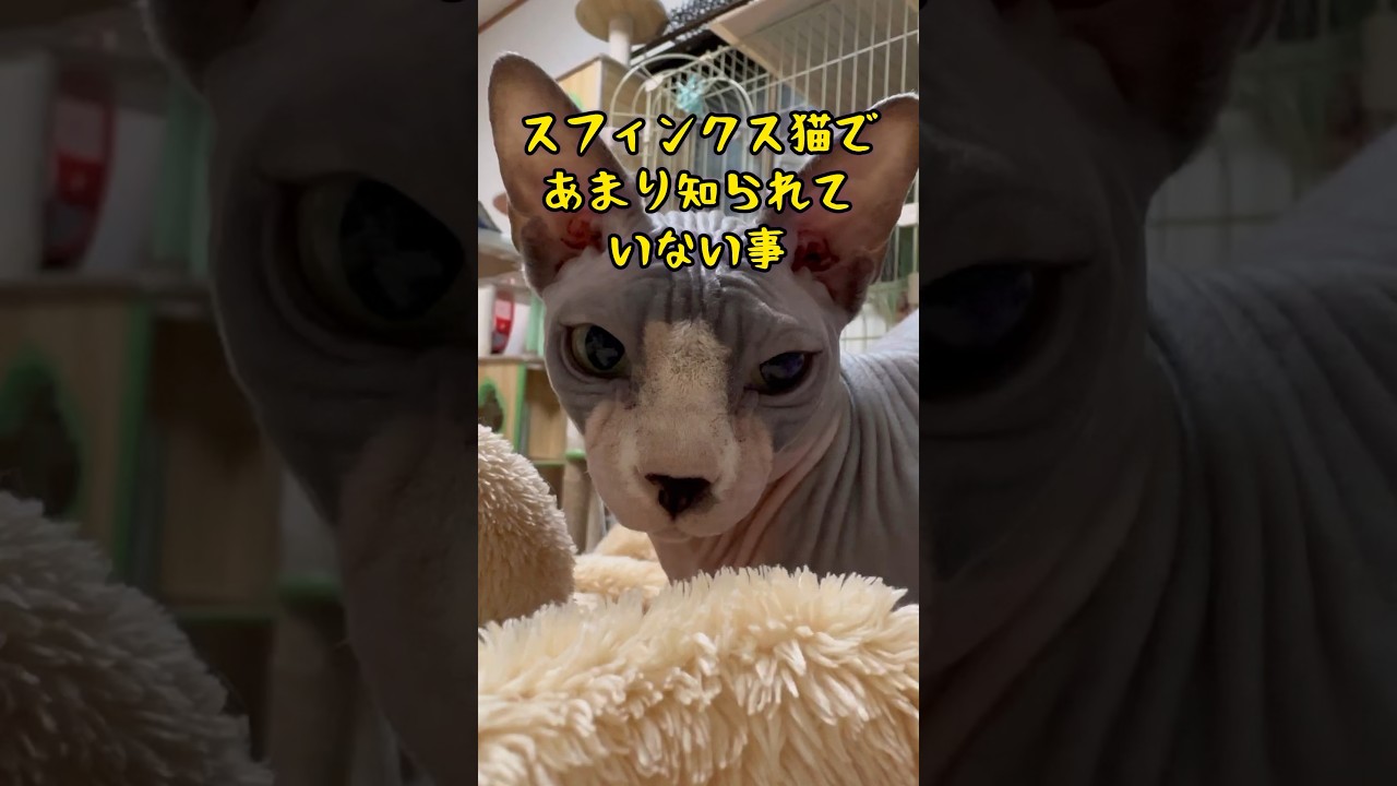 スフィンクス猫についての雑学#shorts #cat #猫 #sphynx