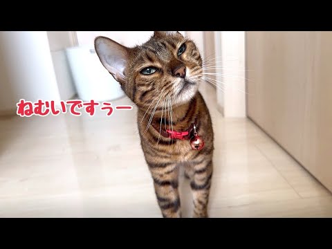 まだ起きたくないねむねむベル様