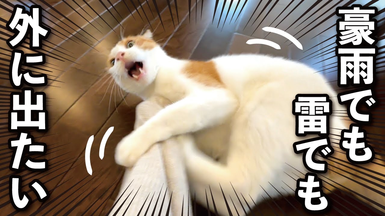 【甘えんぼ猫】ストレス爆発！！！豪雨でも庭で遊びたい猫