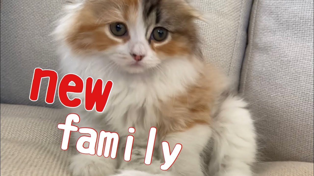 可愛い子猫が家族になりました！【スコティッシュフォールド】【ヒマラヤン】【MIX】