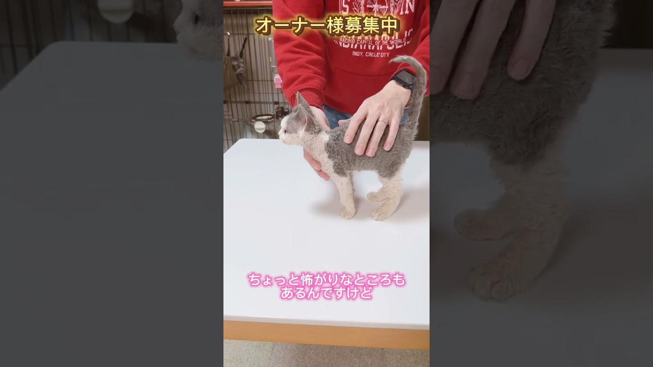 セルカークレックス（2024/3/20生まれ）2【撮影日：2024/6/7】