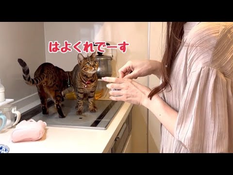 実家でもオヤツ薬の催促を忘れないベル様