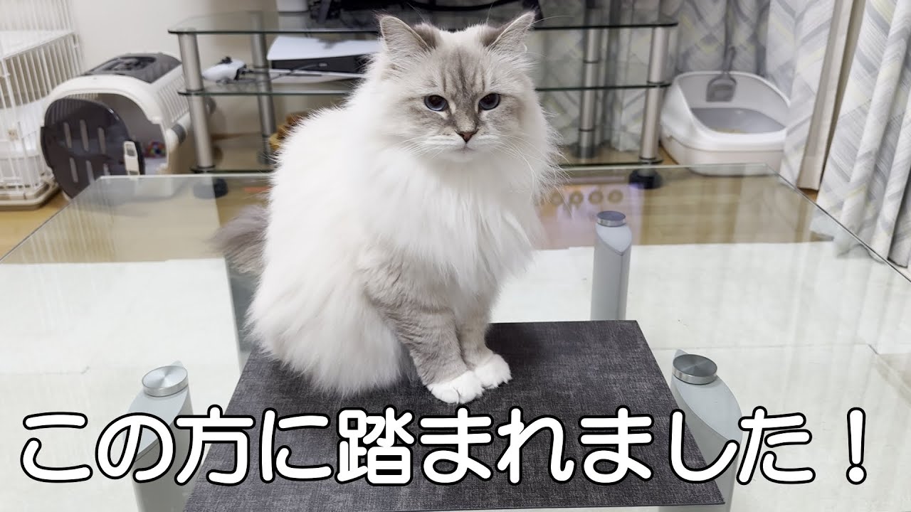 EP#377 休日の早朝に猫あるあるで起こされました！