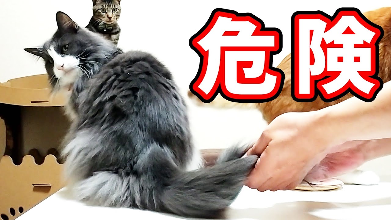 凶暴猫ノルウェージャンフォレストキャットNorwegian Forest Cat