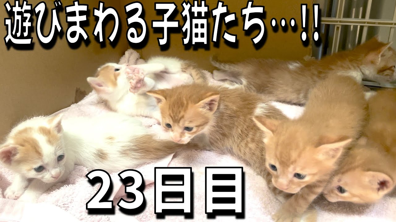 無限に遊び回る子猫を見たい方へ…！／チャンネル登録ありがとう！／最後の目薬