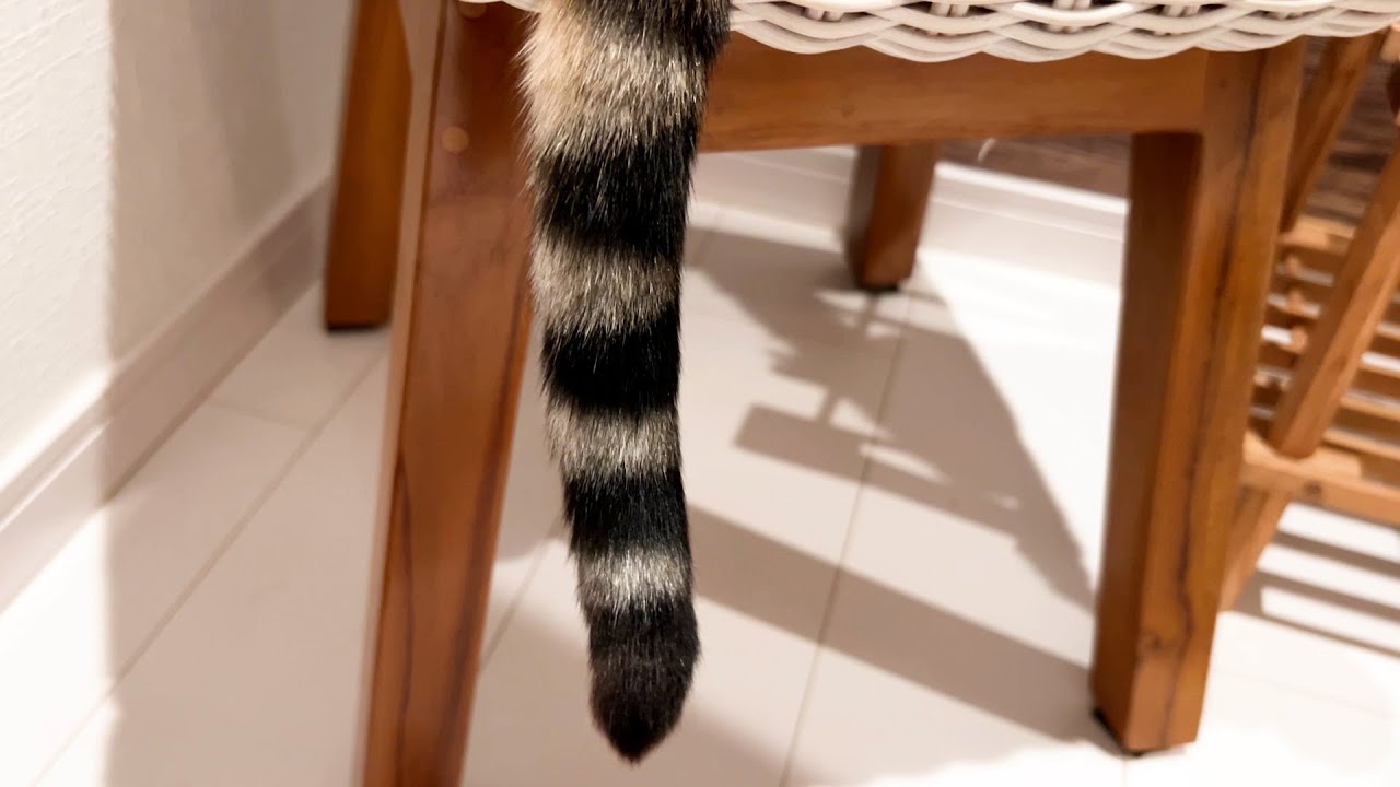【ベンガル】のシッポが可愛すぎた件