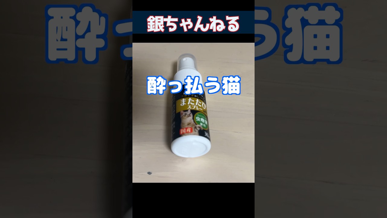 酔っ払う猫　#マンチカン　#猫　#猫のいる暮らし #銀時