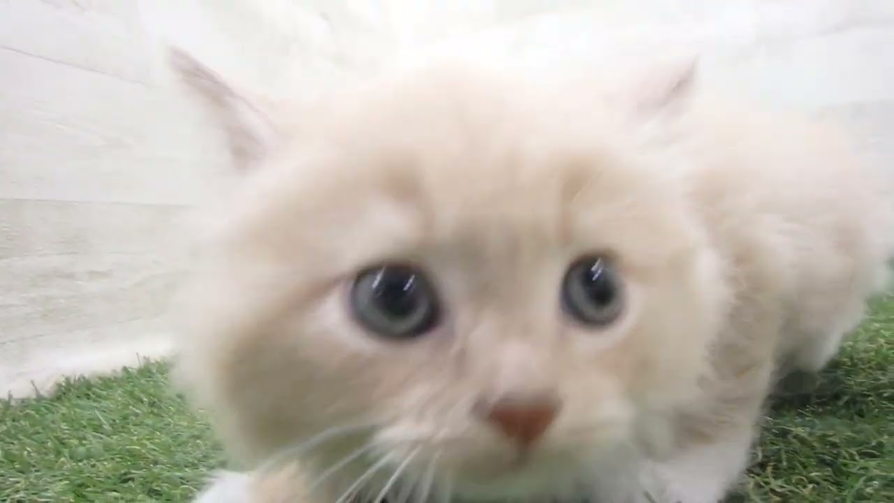 ペットショップcoo&riku No.00679344 ラガマフィン