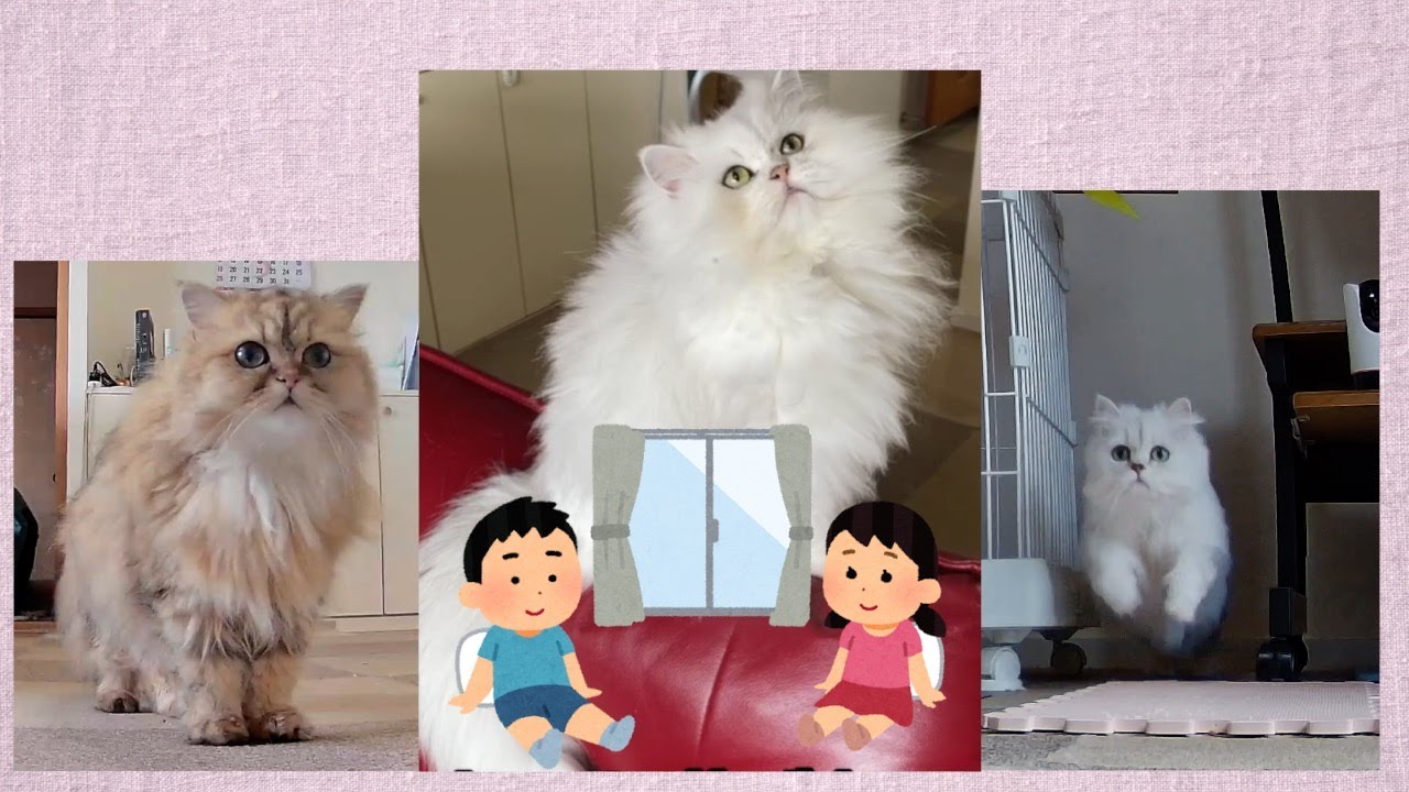 お留守番中鳴き叫ぶペルシャ猫❗️急いで帰ろう❗️ペルシャ猫3匹協力して頑張ってる様子が可愛すぎる