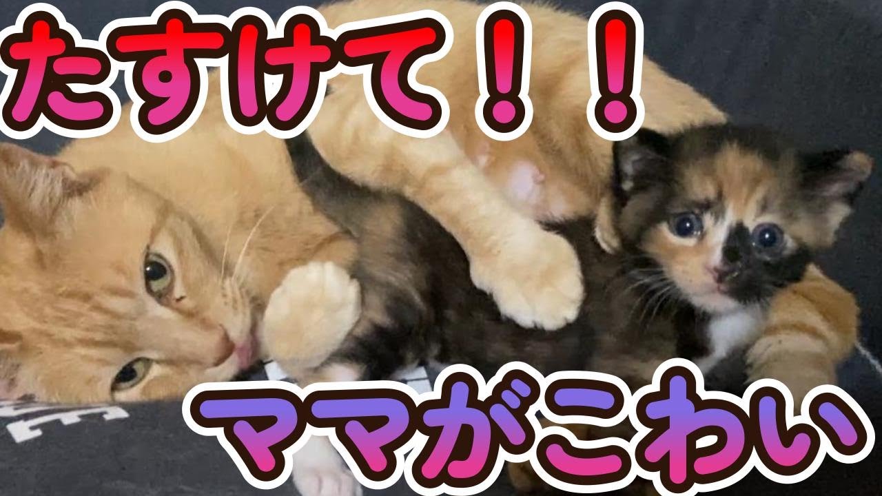 物置に置き去りにされた子猫家族を保護しました（Part７)