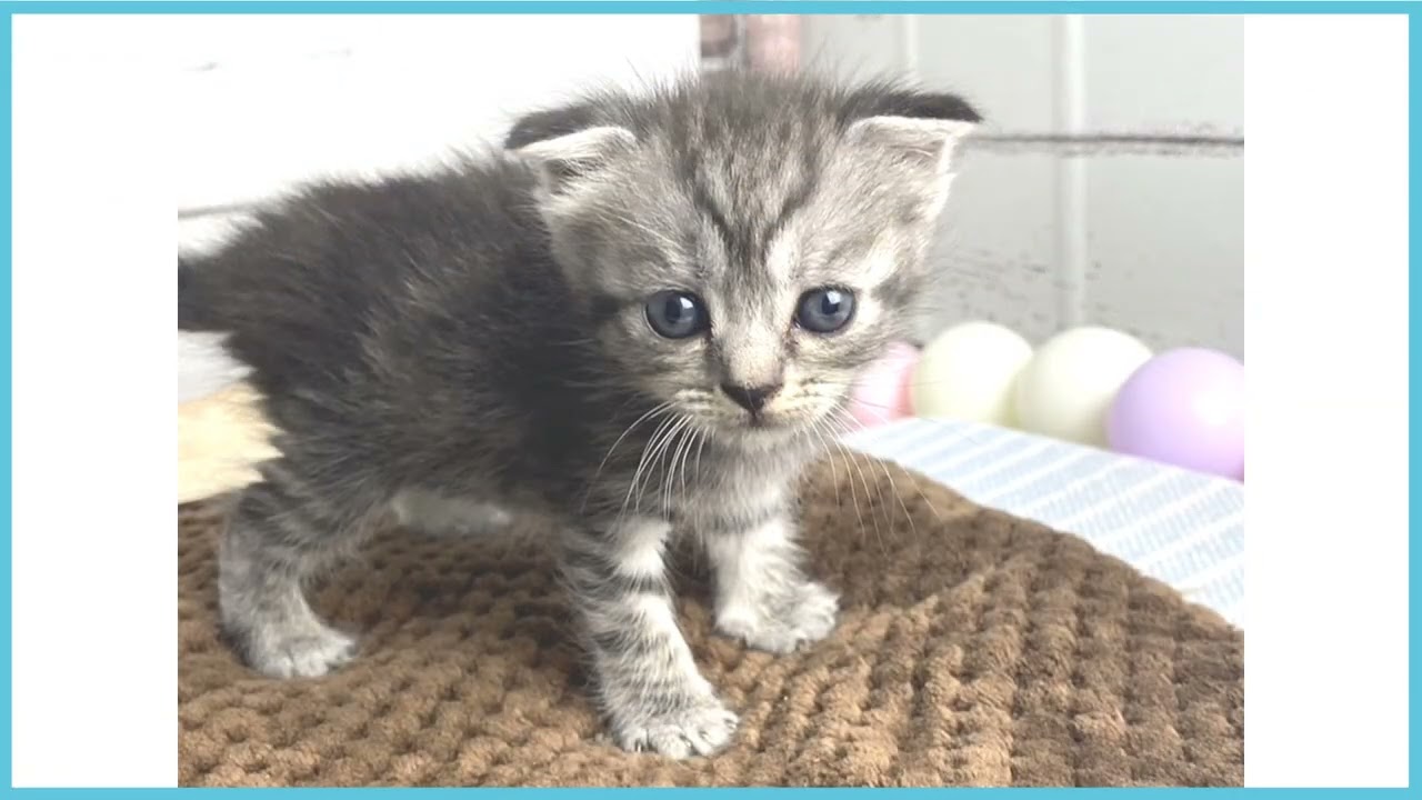 ペットショップCOO&RIKU No00679465 スコティッシュフォールド