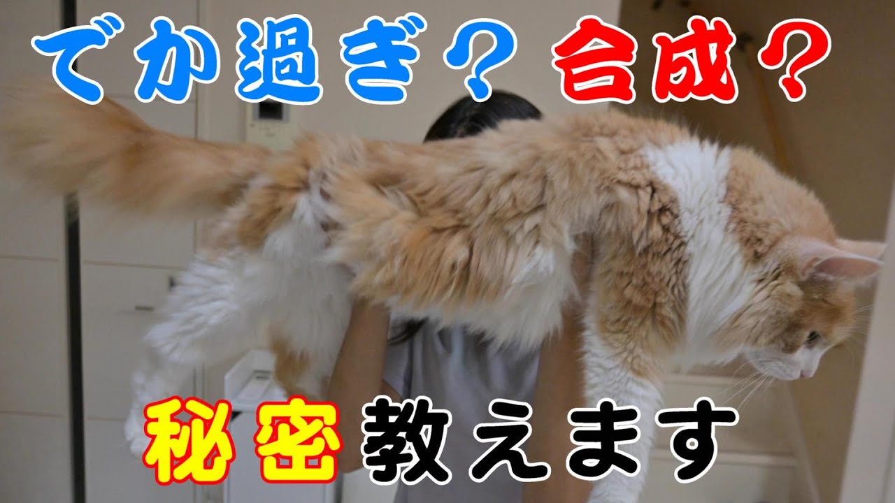 メインクーンを大きく見せる方法（メインクーン抱っこ）
