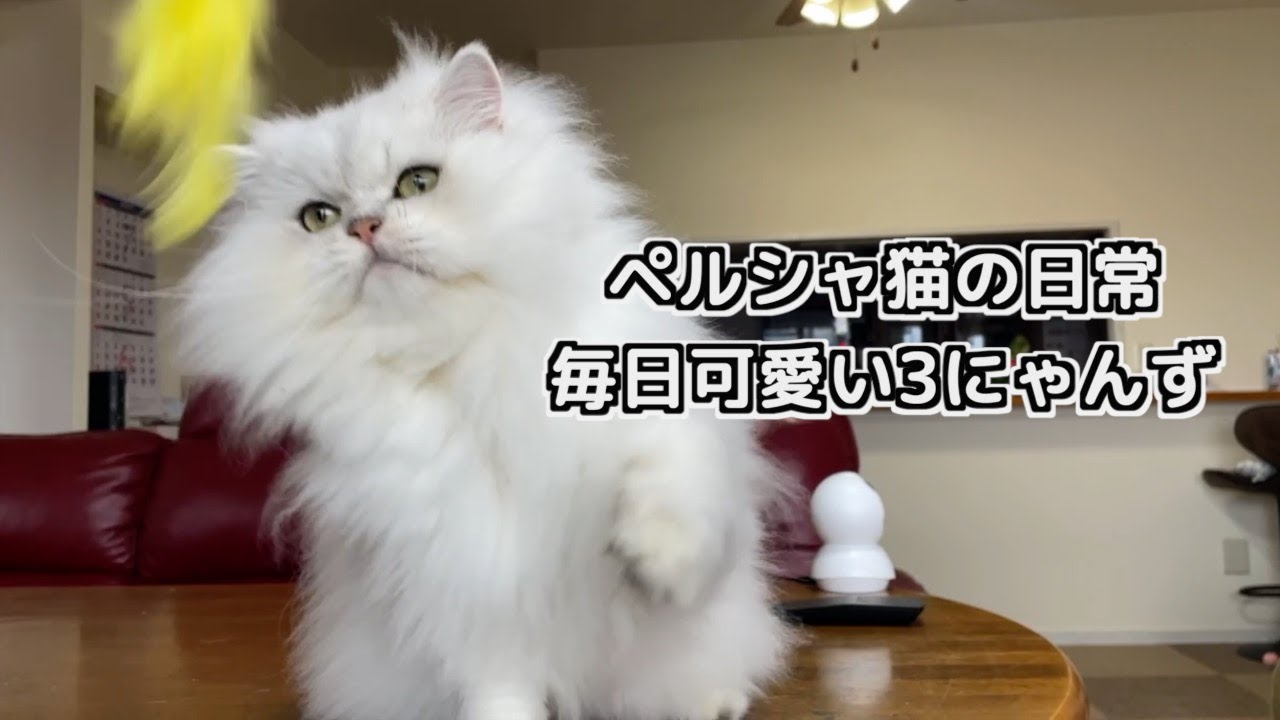 ペルシャ猫3ニャンズの日常！可愛い爪研ぎ猫じゃらしにご飯と可愛いがいっぱいです