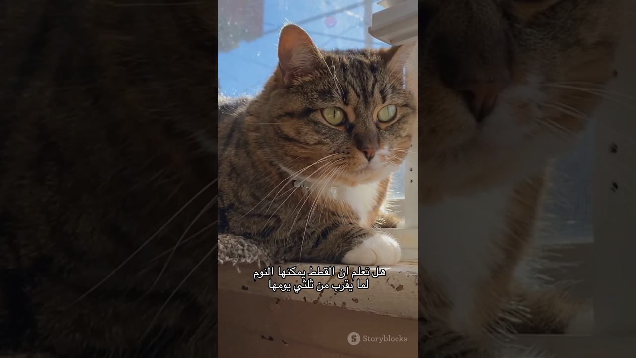 عشر حقائق لم تكن تعرفها عن القطط #قطط #حيوانات #القطط_الصغيرة