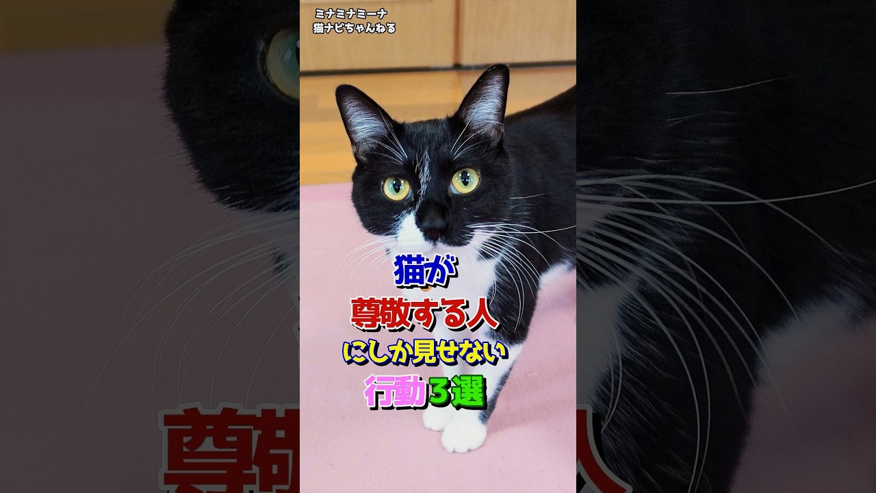 猫が尊敬する人にしか見せない行動３選 #保護猫 #猫の行動 #猫のいる暮らし