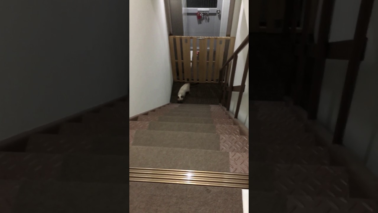 シャム猫風味なレンくん《犬みたいな猫。》