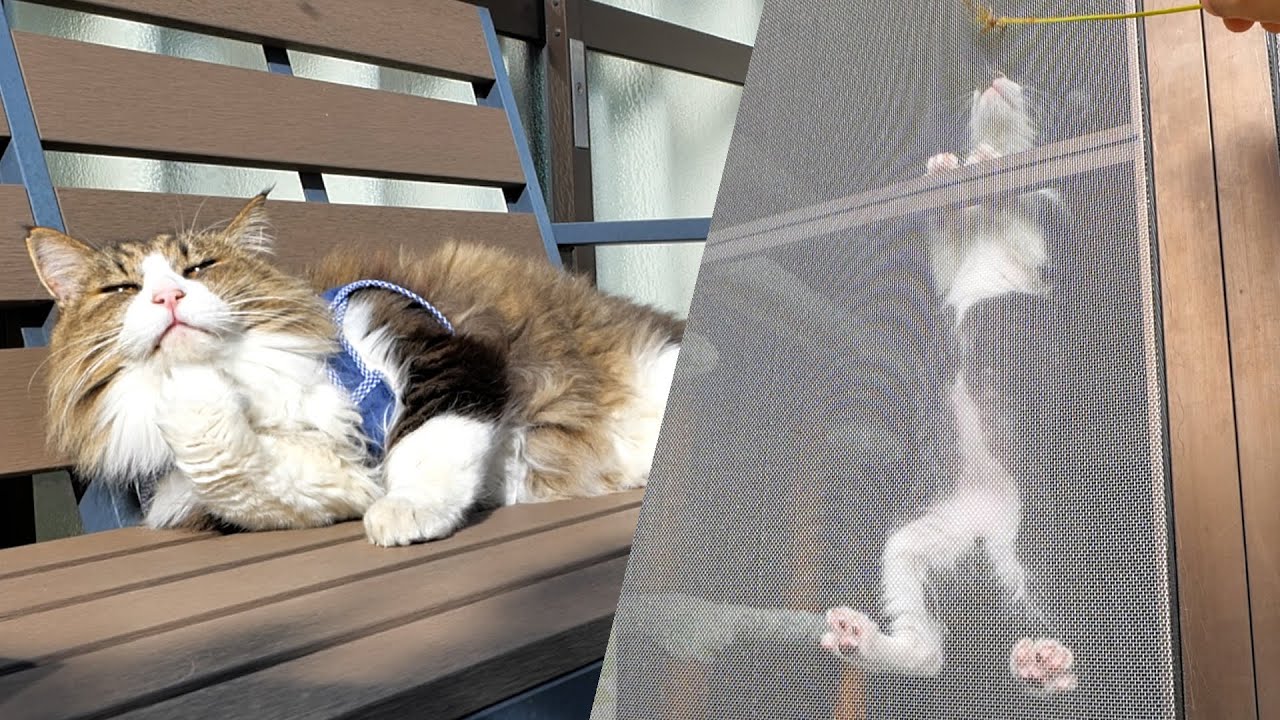 草じゃらしに夢中な子猫達とお庭でまったり中の大人猫達🐈🐈【仲良し子猫姉妹の成長記録】