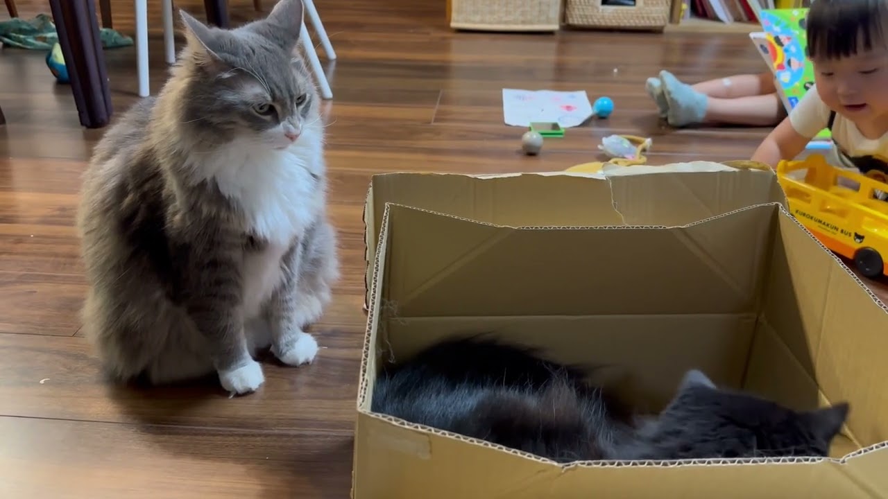 ダンボールを先越され、膝上に来る猫　ノルウェージャンフォレストキャットA cat sitting on my lap. Norwegian Forest Cat.