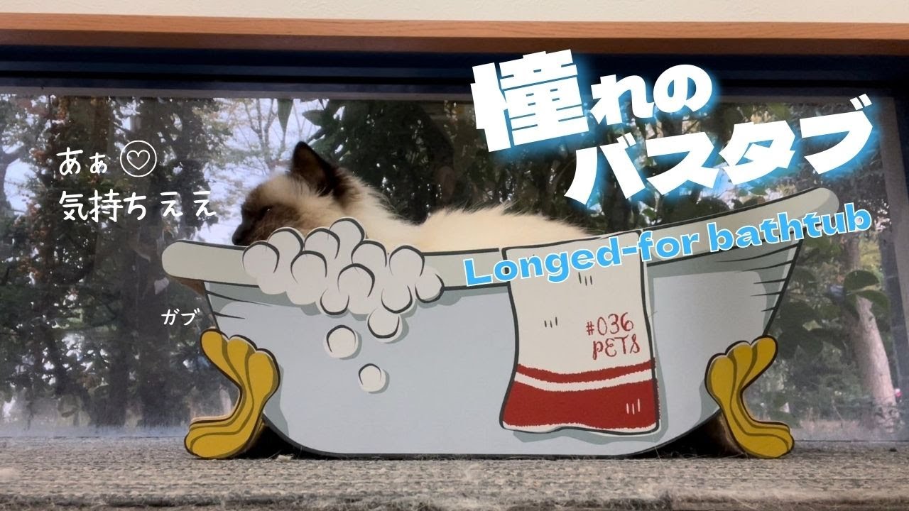 洋風なおしゃれなお風呂に入るバーマン猫【憧れのバスタブ】Longed-for bathtub（バーマン猫）Birman/Cat