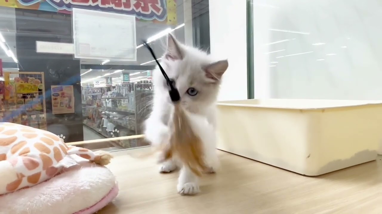 【 ラグドール 】落ち着いた性格の女の子♡