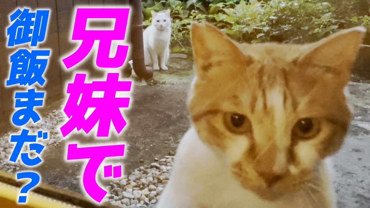 庭子猫の兄妹が「御飯まだか？」と待ち構えていました…笑[三毛母猫の子猫]