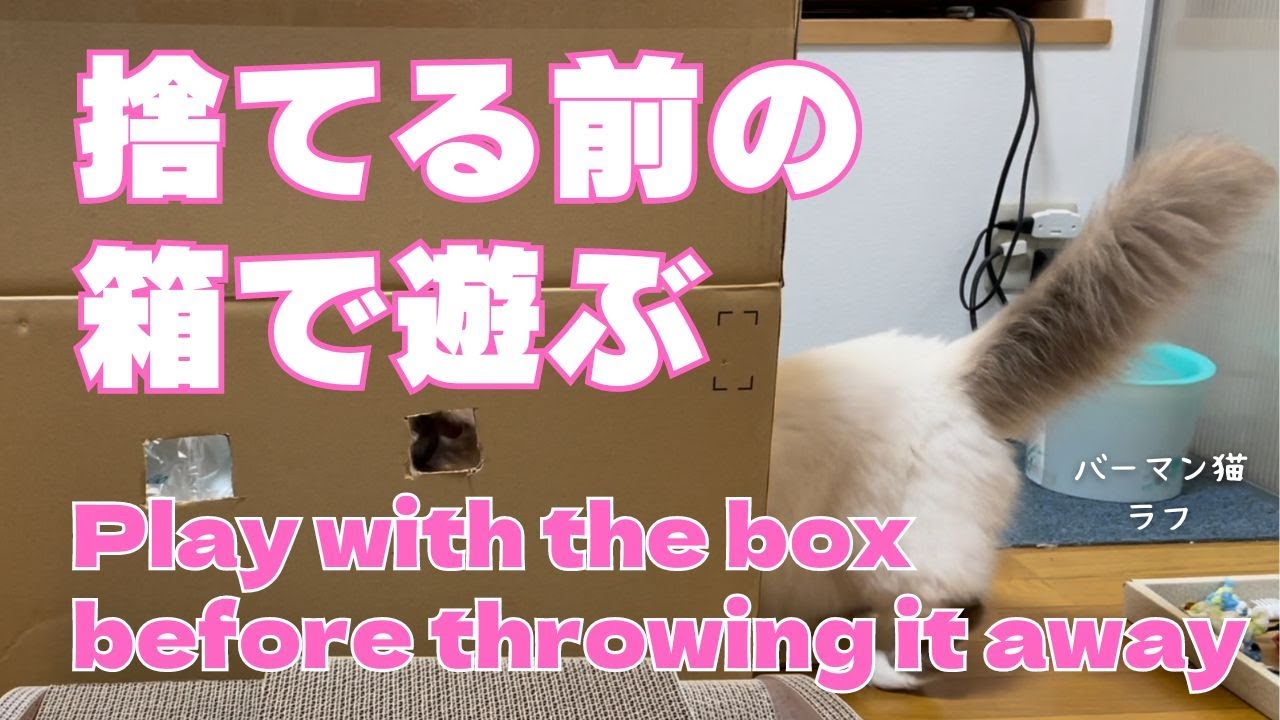 バーマン猫ラフ【捨てる前の箱で遊ぶ】Play with the box before throwing it away（バーマン猫）Birman/Cat