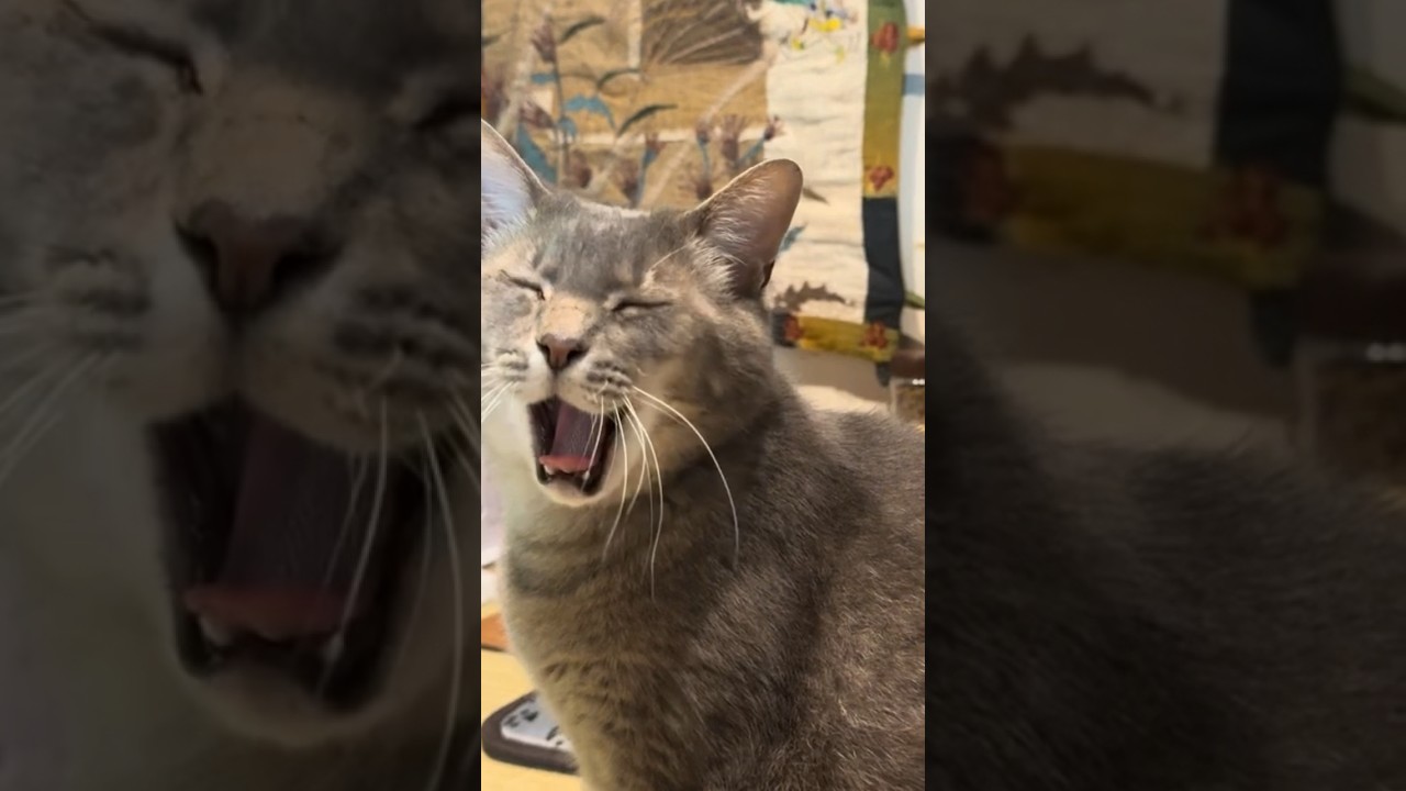 眠い朝..  おばあちゃんに起こされて..  アクビが出た猫…  #cat #保護猫 ＃風の猫＃さっちゃん