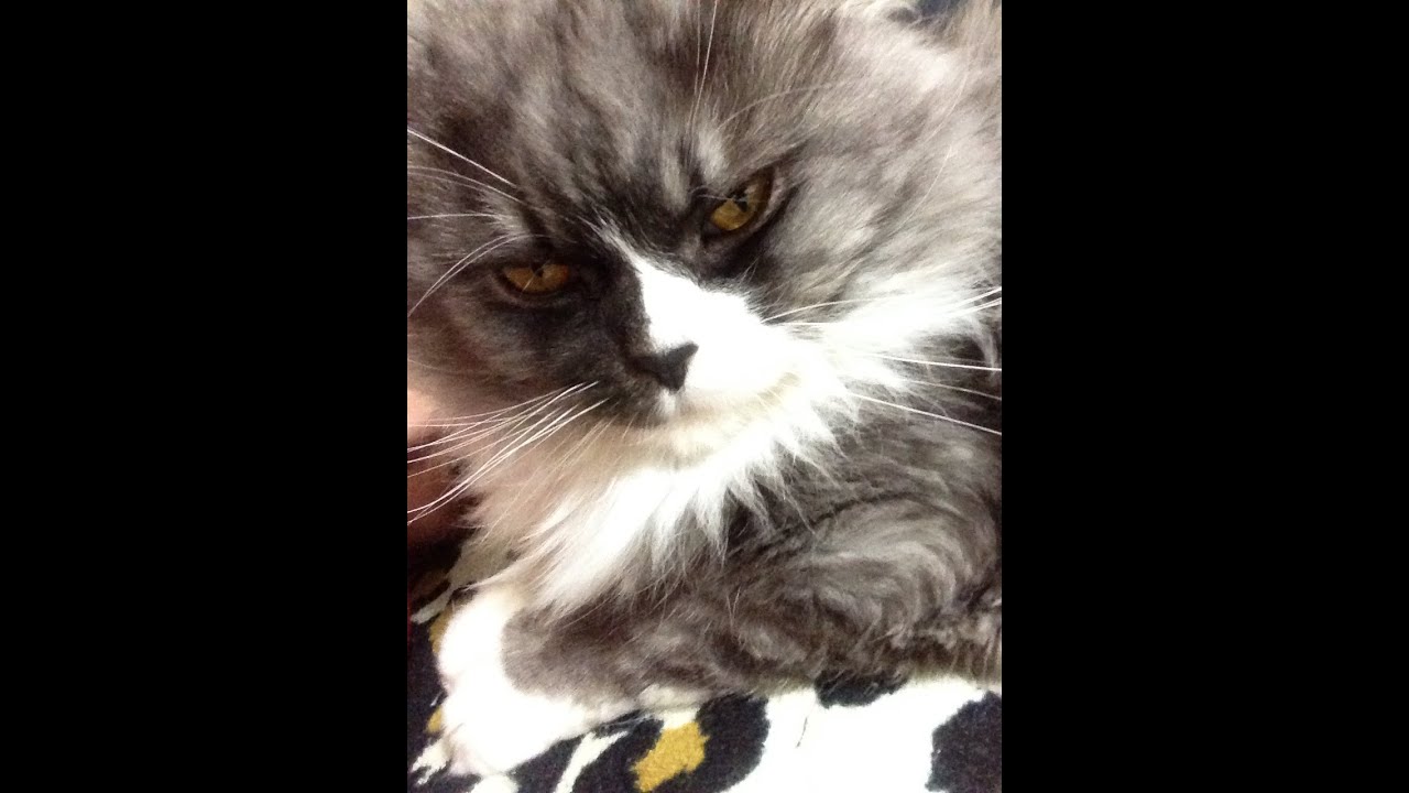 【ぽんちゃん】メインクーンの鳴き声 CAT Maine Coon