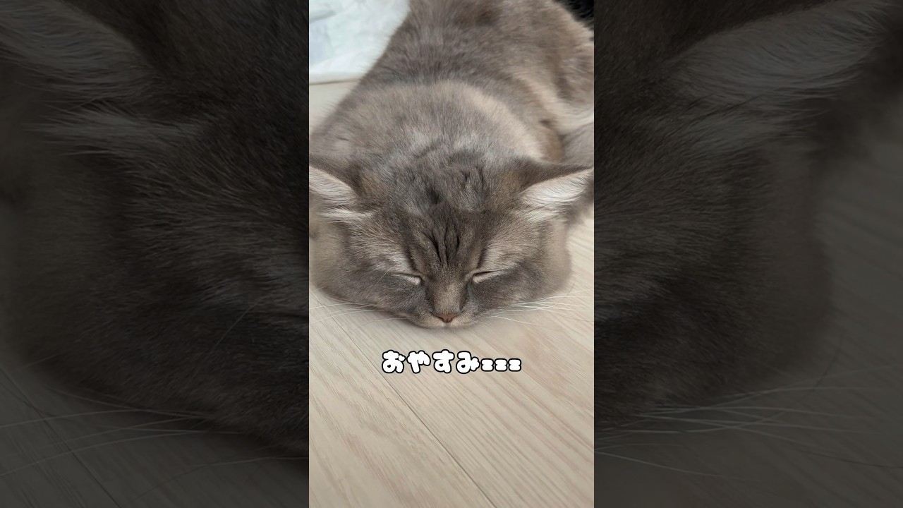 戦闘力ゼロのツチノコポーズ猫🐱#cat #猫のいる暮らし #ラガマフィン #子猫 #つまみちゃん #shorts