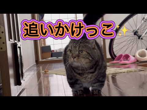 【猫の追いかけっこ✨】スコティッシュ♀V Sマンチカン♂が可愛い🩷