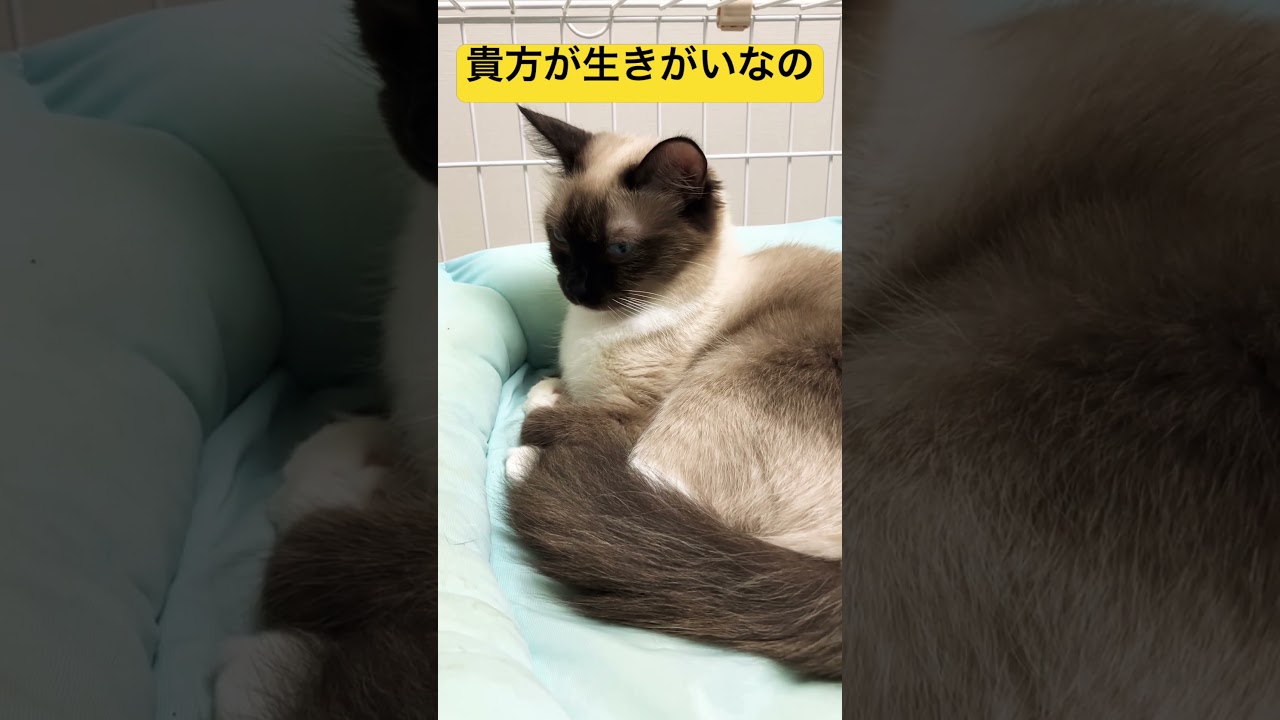 気品があるラグドールのたぬきみたいな女の子の猫🐱 #cat #ragdoll #catbreed #保護猫 #ラグドール　#猫 #ねこ #GLAY #glay