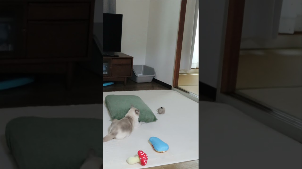 【猫】気に入った時はこうしますｗ