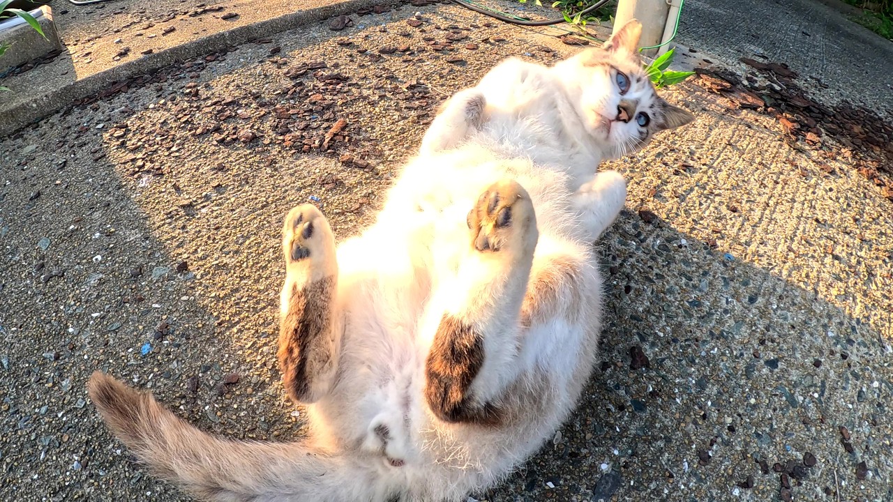 青い瞳のシャム猫がゴロンゴロンと転げ回って歓迎してくれた