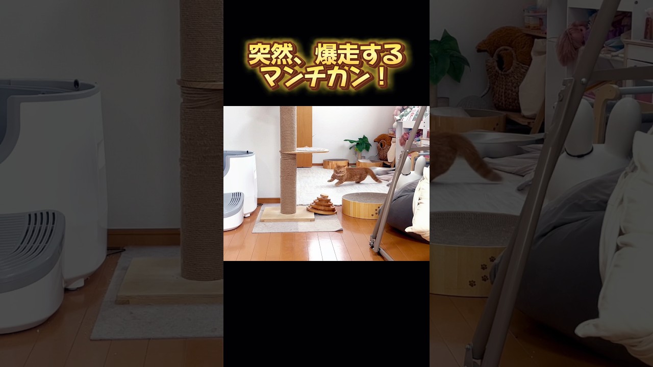 突然、爆走するマンチカン！ #猫 #爆走マンチカン #shorts