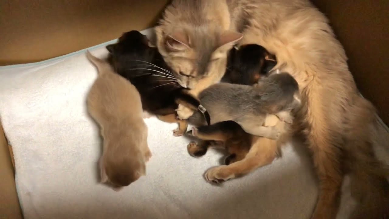 Somali Kitten 〜生後13日〜 ソマリの子猫