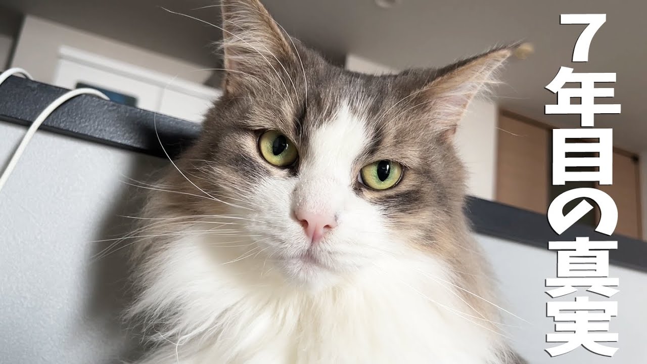 猫と7年間生活してきて衝撃的真実に気づいてしまったかもしれない。ノルウェージャンフォレストキャット