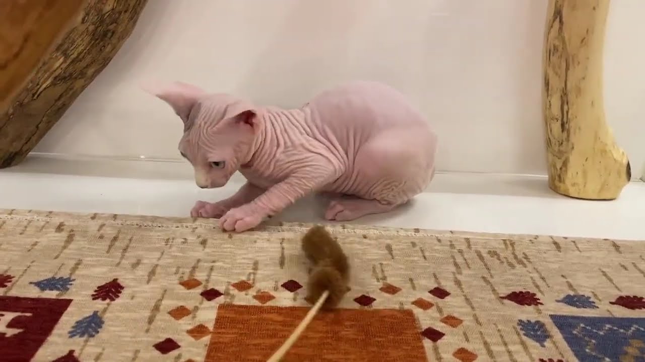 スフィンクス　女の子　2024/4/11生まれ