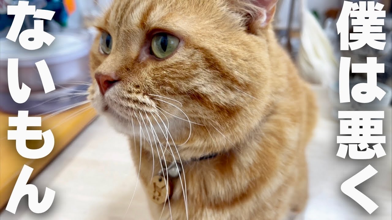 茶々『ぼくは悪くないもん』 #猫 #マンチカン