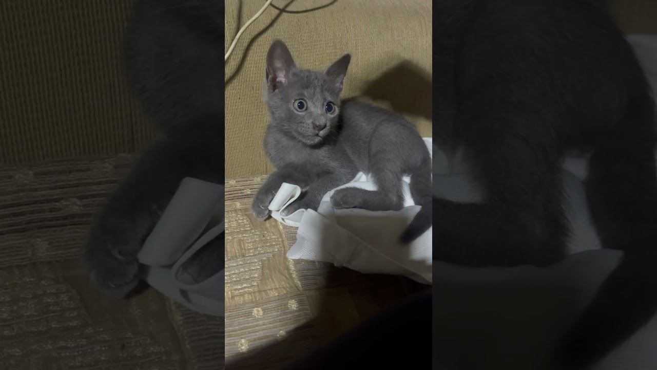 Why such a jerk kitten?