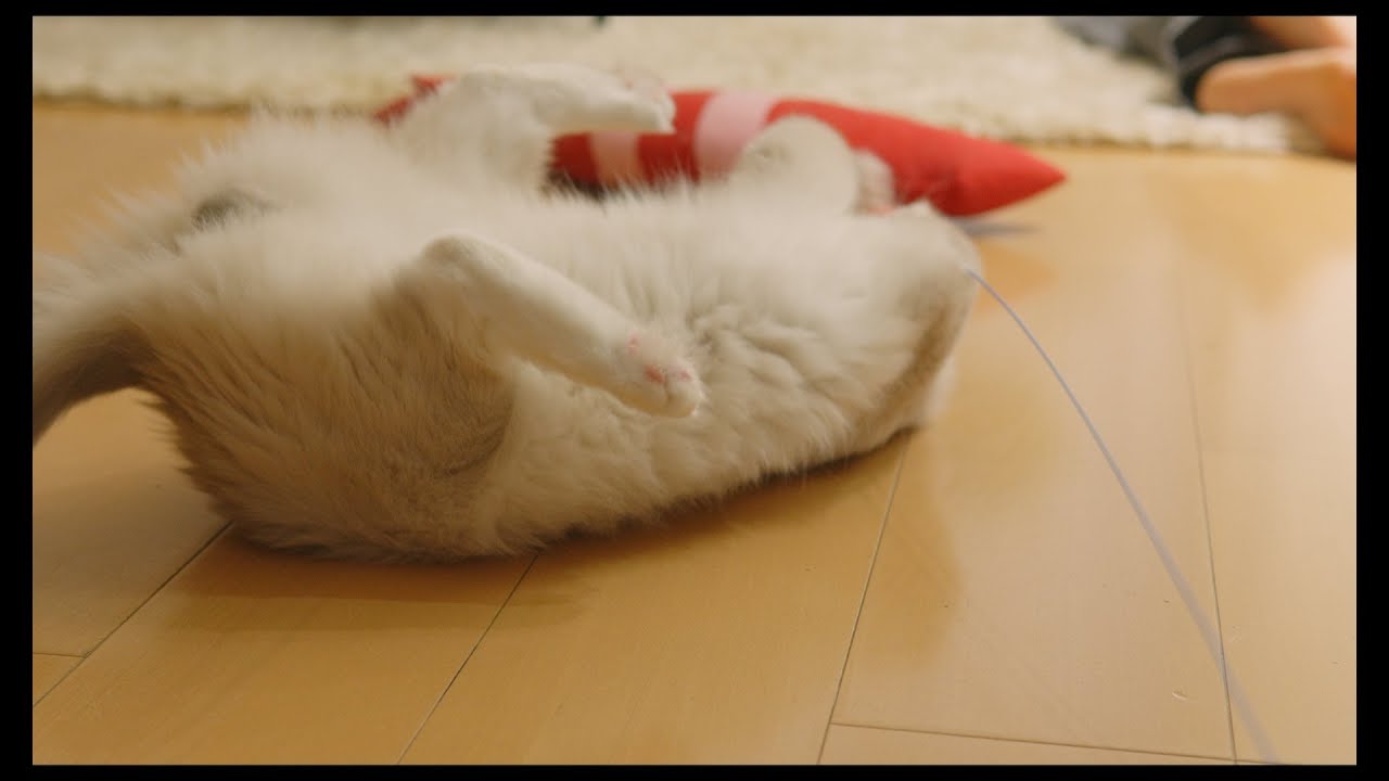 遊ぶのが大好きな猫たち