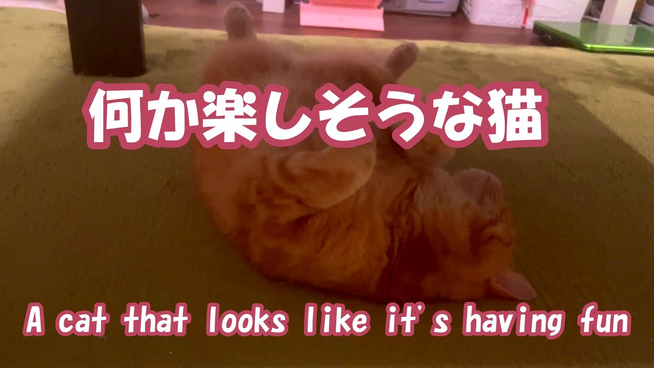 何かイイ感じの猫さりり【A cat that feels good】