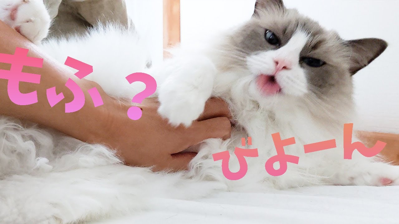 綿あめみたなラグドールはすぐに毛玉ができます