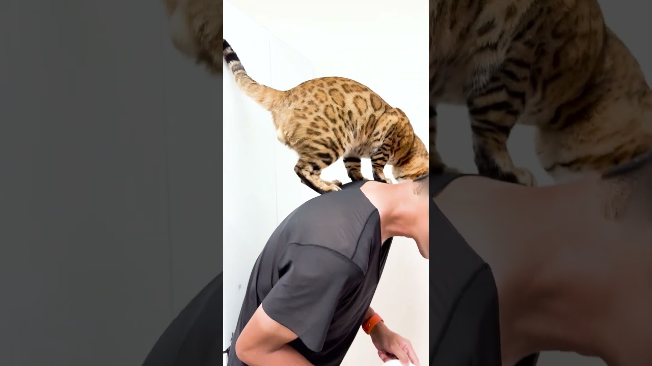 お父ちゃんにしがみつくベンガル猫