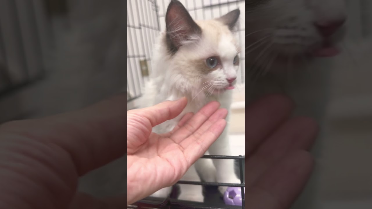 とっても甘えん坊な　#ラグドール子猫ちゃん デス😀🐱腎臓にハンディがありますが、　感じさせない位❗️元気で可愛い子です。#里親募集中　逢いに来てニャン😀😸